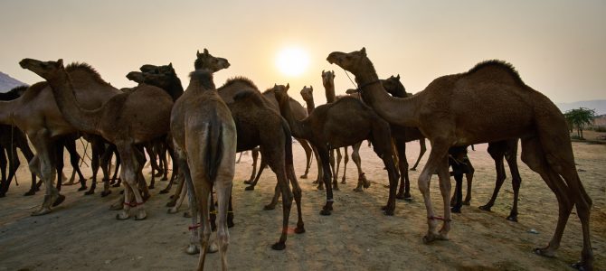 Into the Deep End of India – Part One, A Rough Crowd at Pushkar Into the Deep End of India – Part One, A Rough Crowd at Pushkar